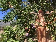 Juniperus coahuilensis
