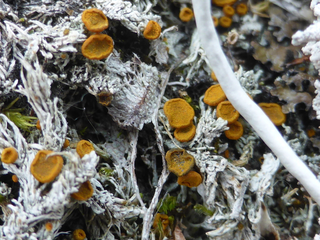 Brigantiaea fuscolutea