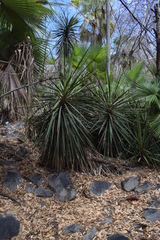 Yucca capensis