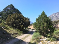 Juniperus coahuilensis