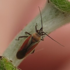 Lopidea marginata