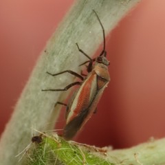 Lopidea marginata
