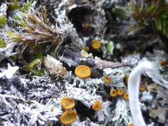 Brigantiaea fuscolutea