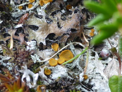 Brigantiaea fuscolutea