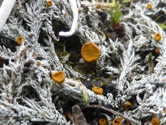 Brigantiaea fuscolutea