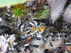 Brigantiaea fuscolutea