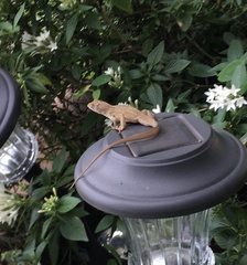 Anolis sagrei