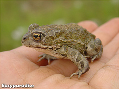 Mongolian Toad photo 4