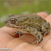 Mongolian Toad - Photo (c) 侯鸣飞, some rights reserved (CC BY-NC-SA)