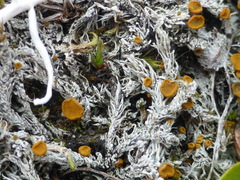 Brigantiaea fuscolutea