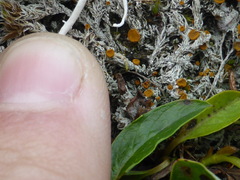 Brigantiaea fuscolutea