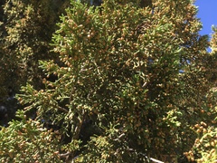 Juniperus coahuilensis