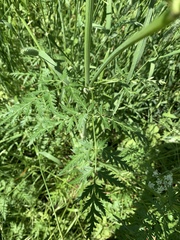 Anthriscus sylvestris