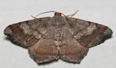 Macaria distribuaria