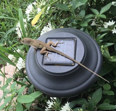 Anolis sagrei
