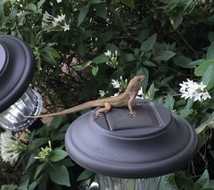 Anolis sagrei