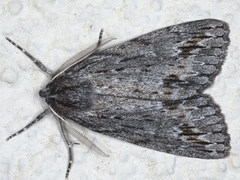 Chlenias banksiaria
