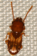 Laemophloeidae