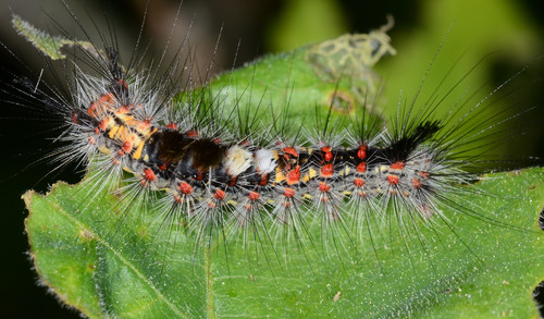 Western Tussock Moth