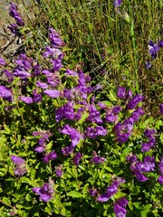 Penstemon davidsonii
