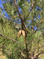 Pinus greggii