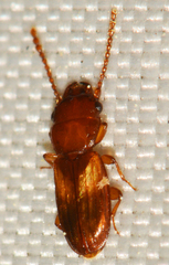 Laemophloeidae