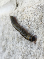 Anadenobolus monilicornis