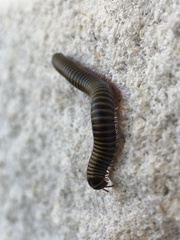 Anadenobolus monilicornis