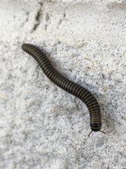 Anadenobolus monilicornis