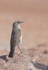 Muscisaxicola cinereus