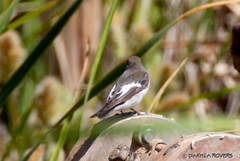 Ficedula hypoleuca