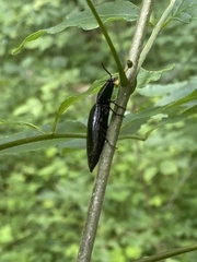 Melanactes