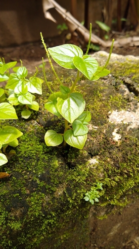 Peperomia pellucida observed 2020-06-23