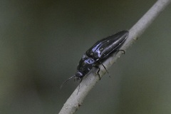 Melanactes
