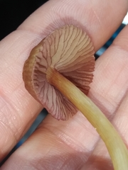 Mycena rutilantiformis
