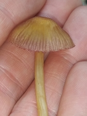 Mycena rutilantiformis
