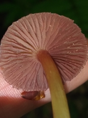 Mycena rutilantiformis