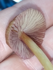 Mycena rutilantiformis