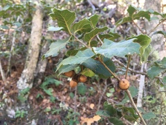 Quercus hintoniorum