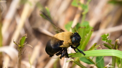 Cuterebra abdominalis