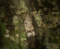 Polylopha epidesma