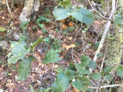 Quercus hintoniorum