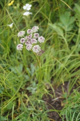 Ostericum tenuifolium
