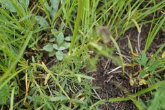 Ostericum tenuifolium
