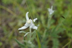 Leontopodium leontopodioides