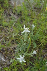 Leontopodium leontopodioides