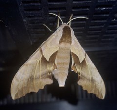 Smerinthus saliceti