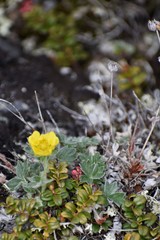 Potentilla subvahliana