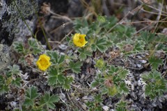 Potentilla subvahliana