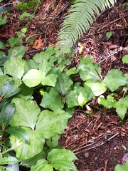 Trillium kurabayashii